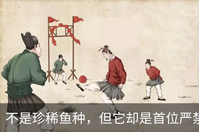不是珍稀鱼种，但它却是首位严禁垂钓的鱼，鲢鳙的地位这么高？